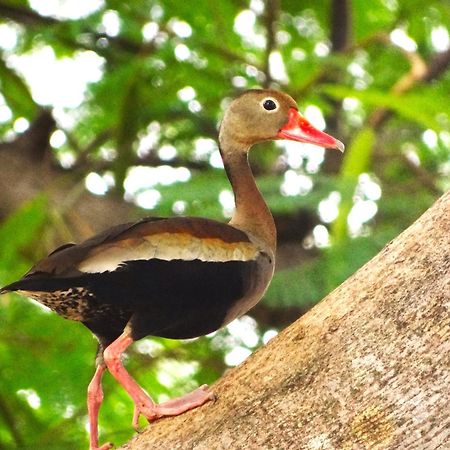 Pousada Fazenda Xaraes Hotell Todos os Santos Exteriör bild