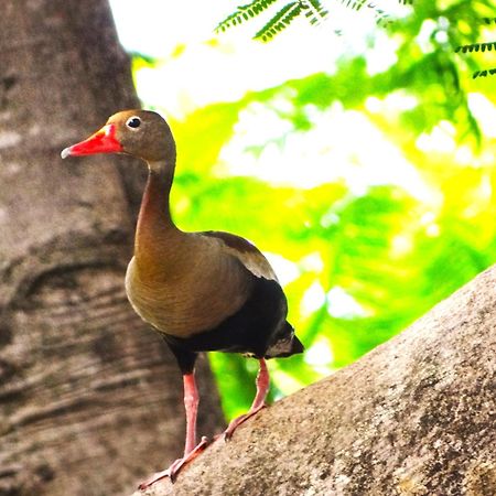 Pousada Fazenda Xaraes Hotell Todos os Santos Exteriör bild