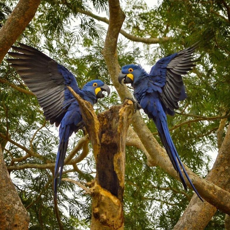 Pousada Fazenda Xaraes Todos os Santos Exteriör bild