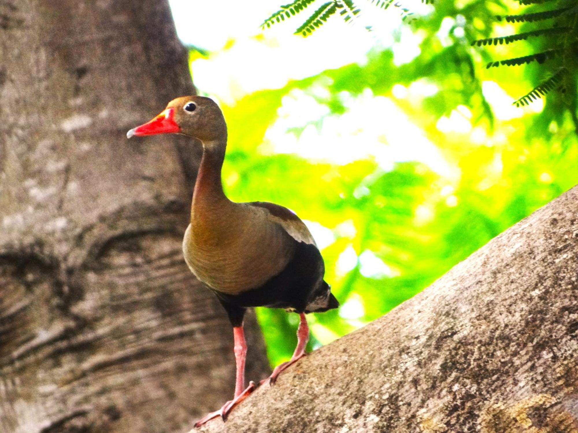 Pousada Fazenda Xaraes Todos os Santos Exteriör bild